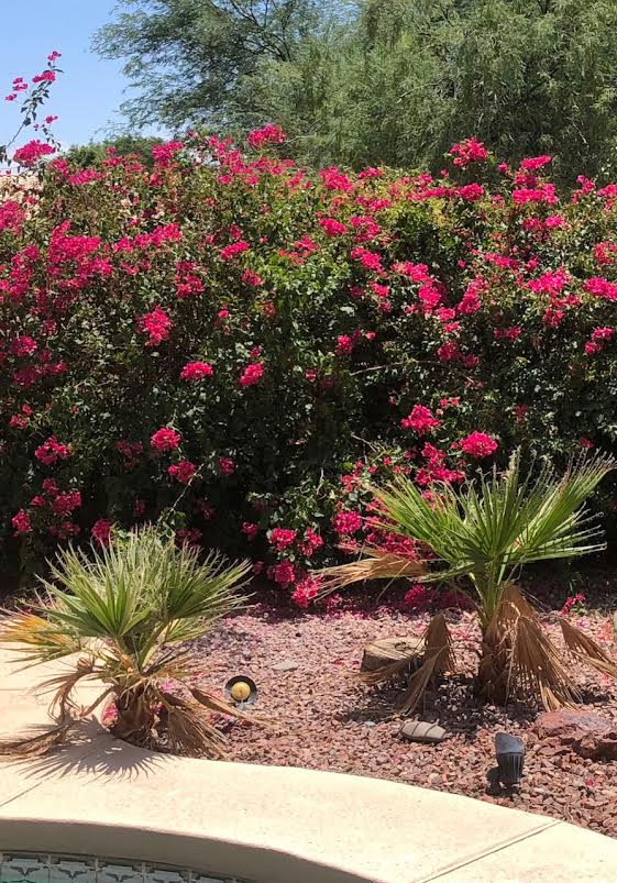 Dead Palms AFTER Emerald Cut took over "service"