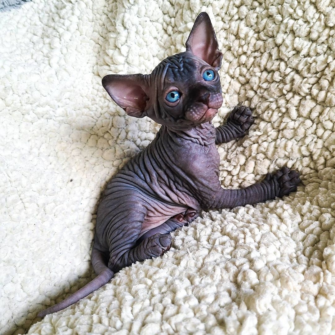 hairless cats for sale