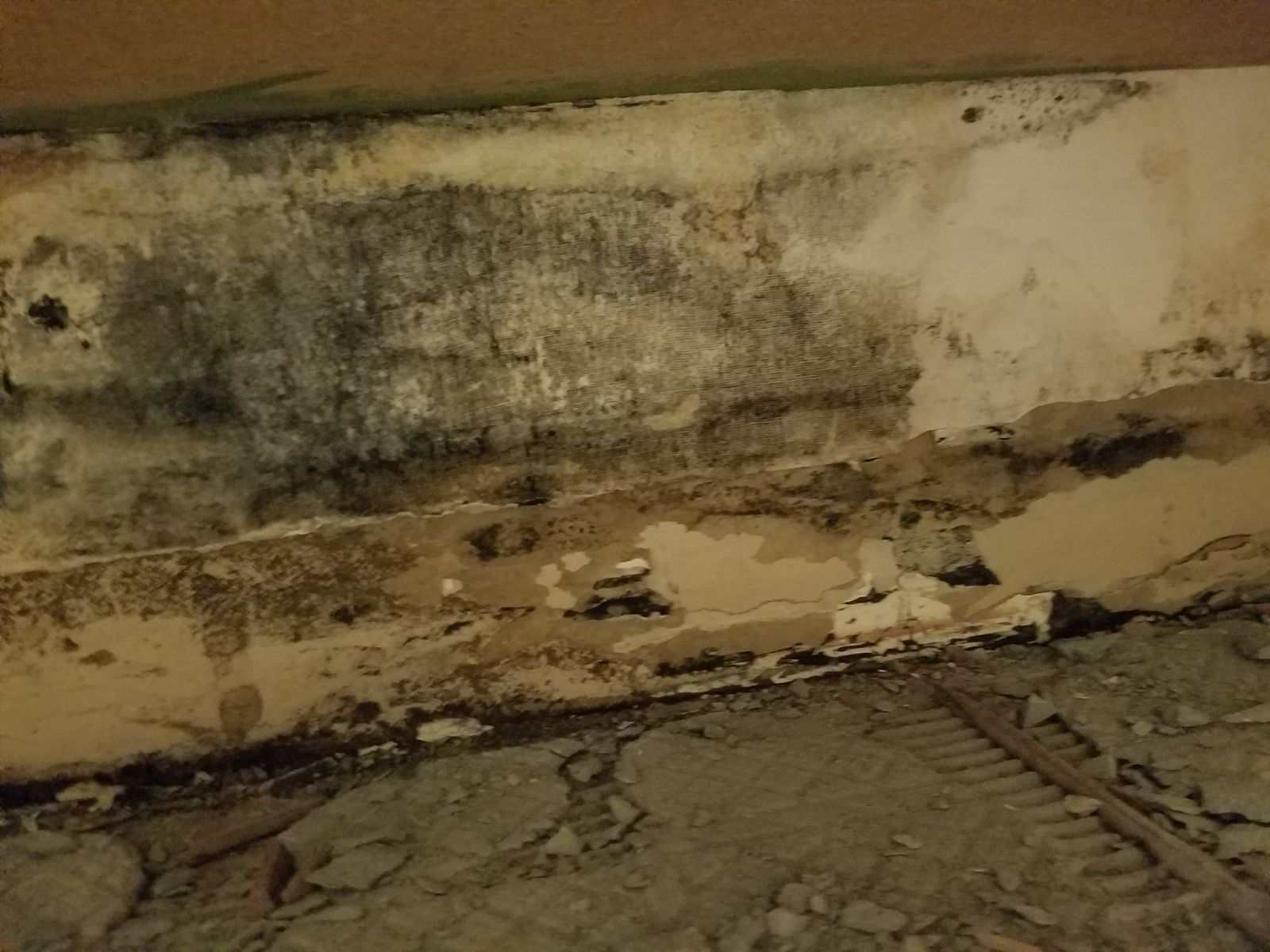 Bathroom Mold Steve neglected to find