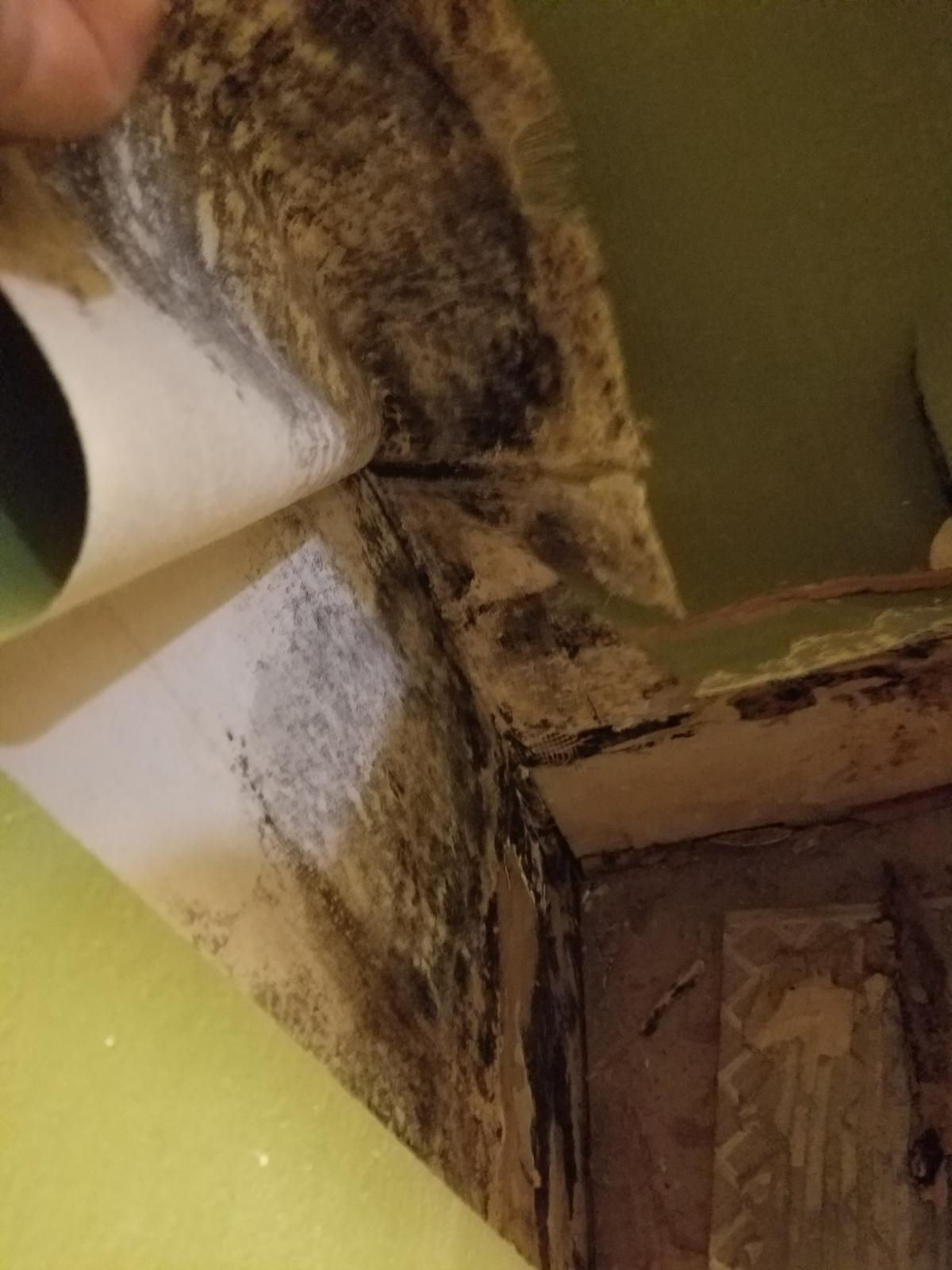 Bathroom Mold Steve neglected to find