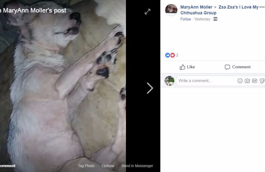 MaryAnn Moller neglected dog1
