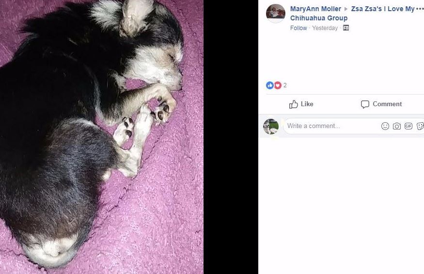 MaryAnn Moller neglected dog2