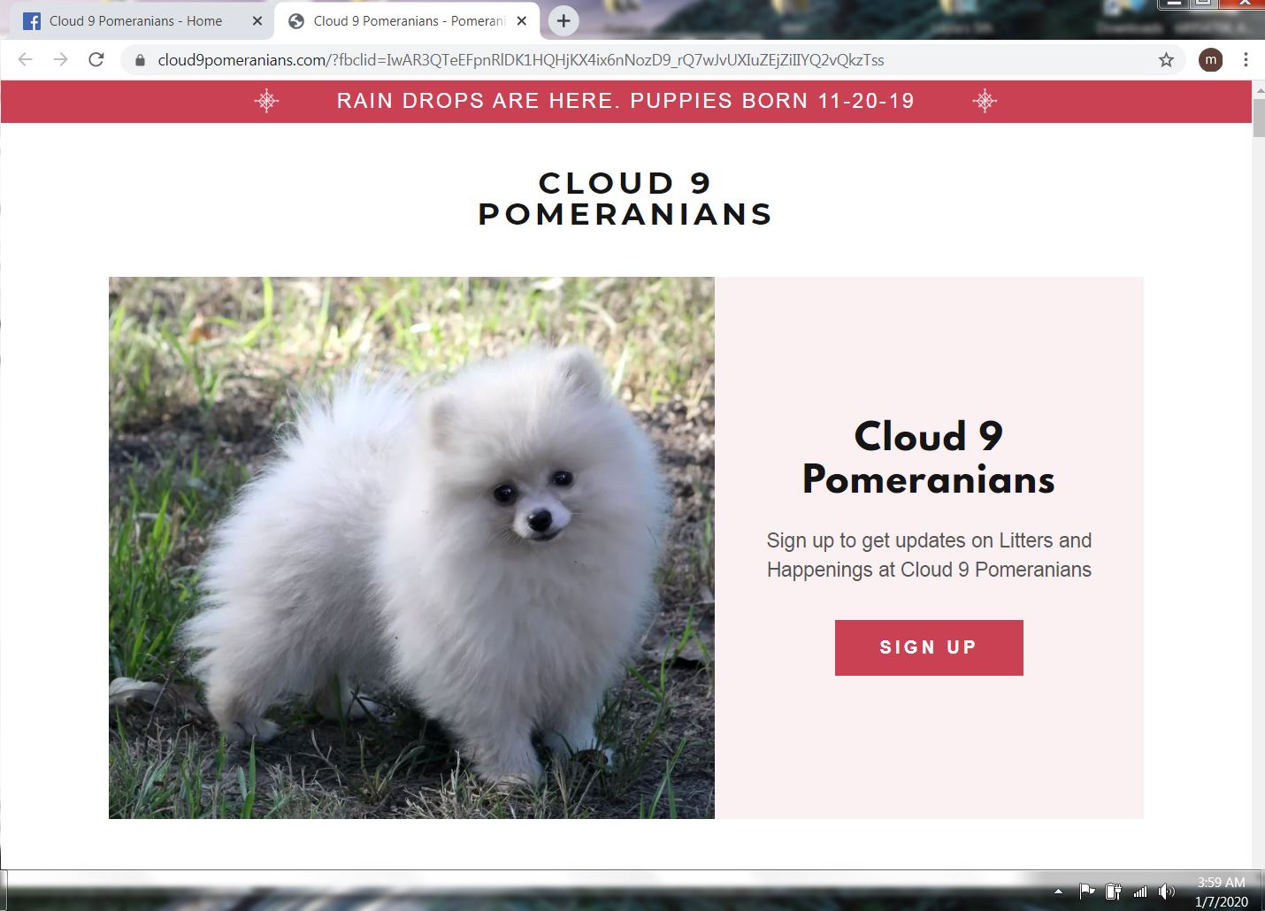 cloud 9 pomeranians 