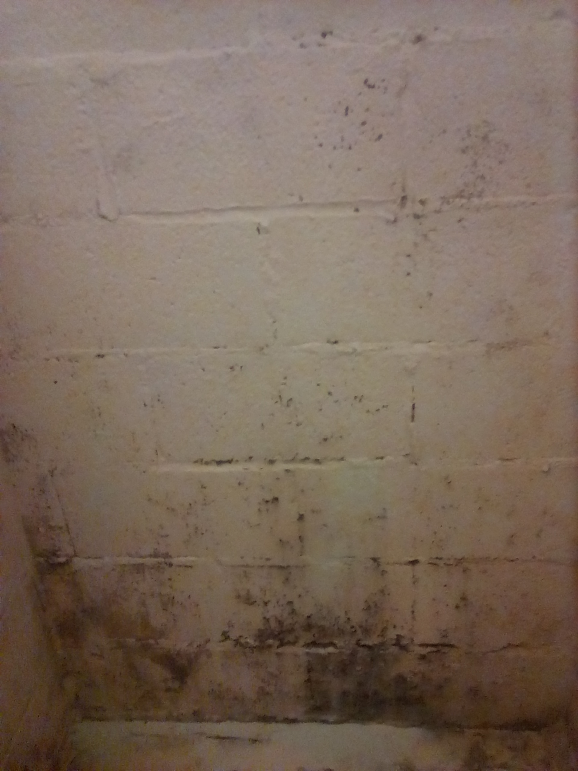 Black mold BR 2