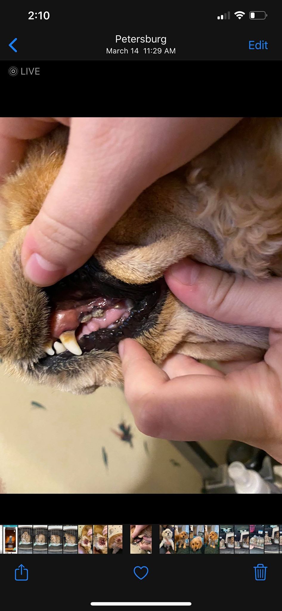 Bash's teeth the day she was sold