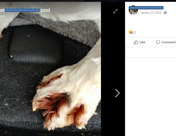 Rumor's stained paws from yeast infection