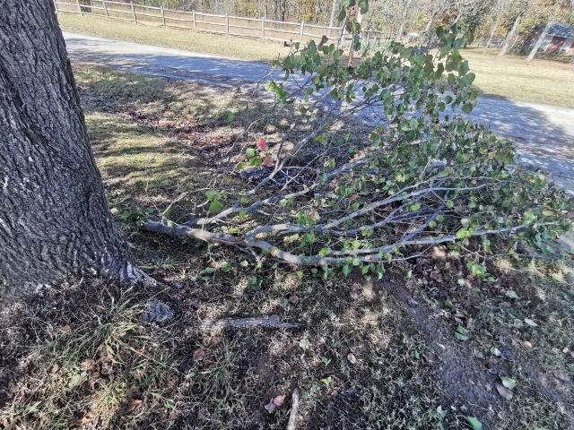 Moving truck knocked a tree branch down