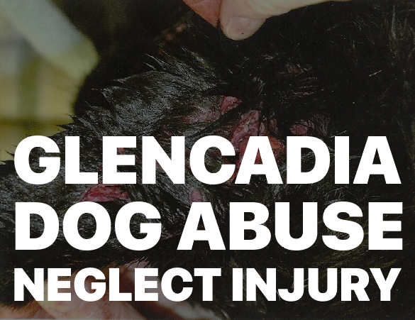 Glencadia Dog Death