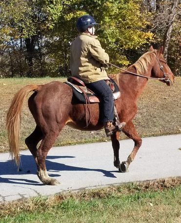 "Henry" the horse advertised by Blustery Pine Farm