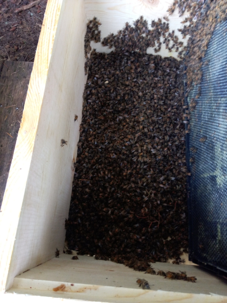 some of the dead bees after dumping into a box
