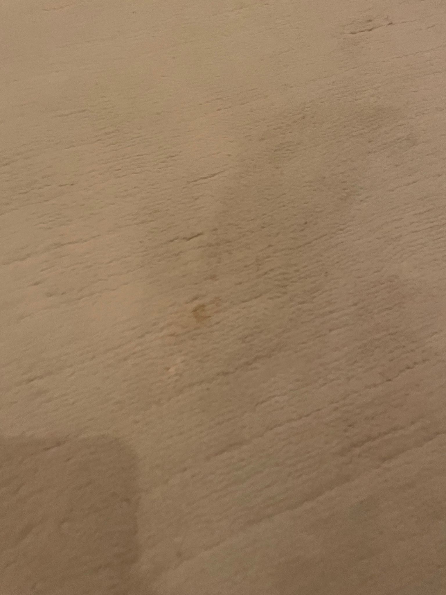 One of many stains on the 30000 rug I paid for