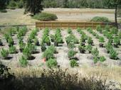 Derrell Carriger Marijuana Farm