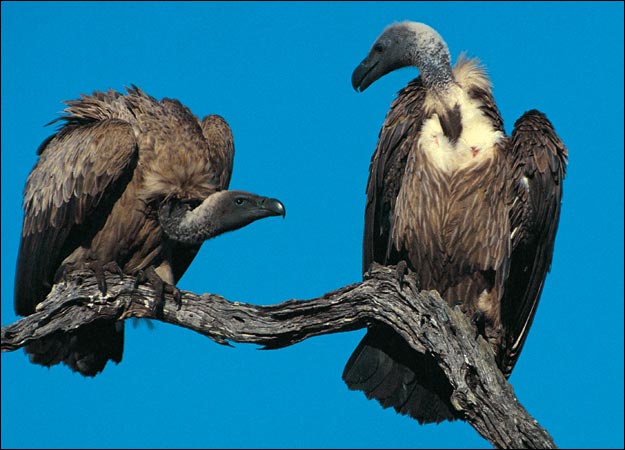 Buzzards ALWAYS pick at the most ROTTEN fruit - like Mary Prantil