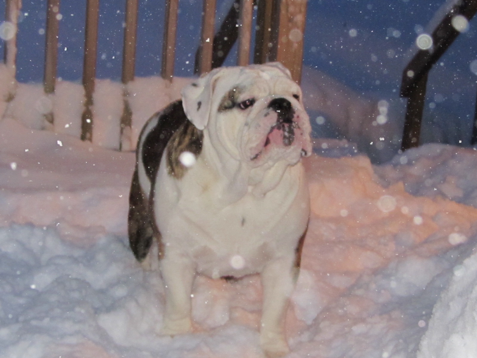 Snow Bull