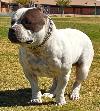 every breed have set standard 
 
 American Bullys or American Bullies
