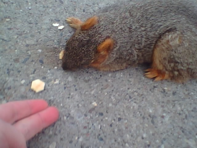 Feed it to the squirrels 