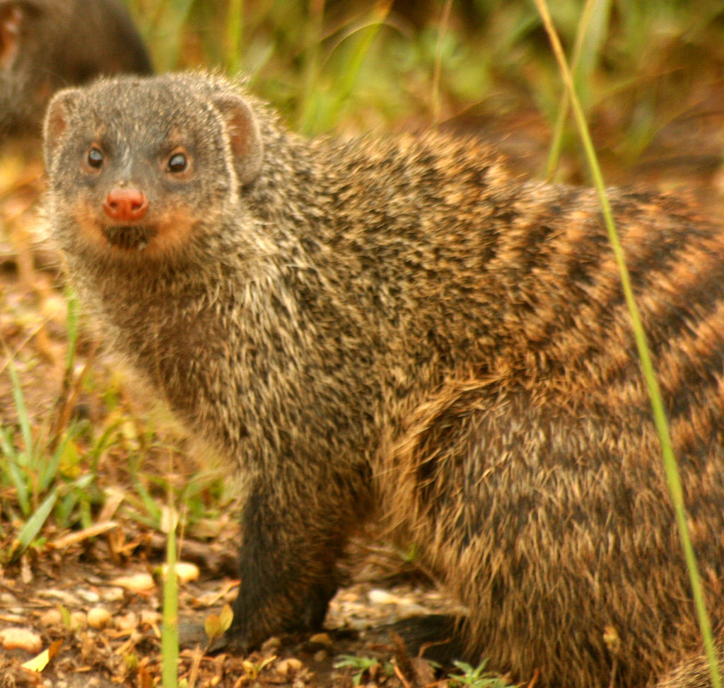 Mongoose