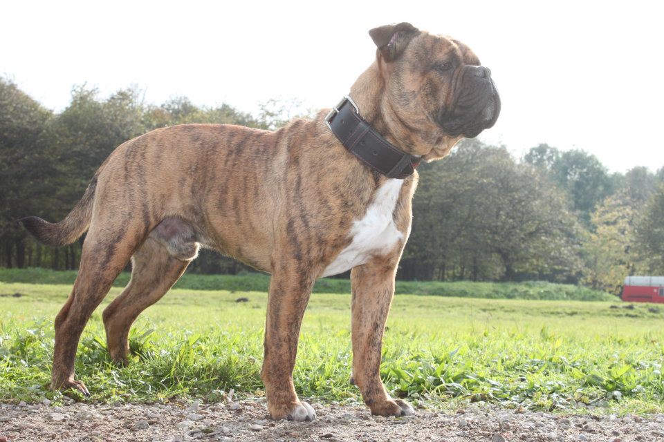 Real Olde English Bulldogge Should look like