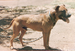 A Real American Pit Bull Terrier