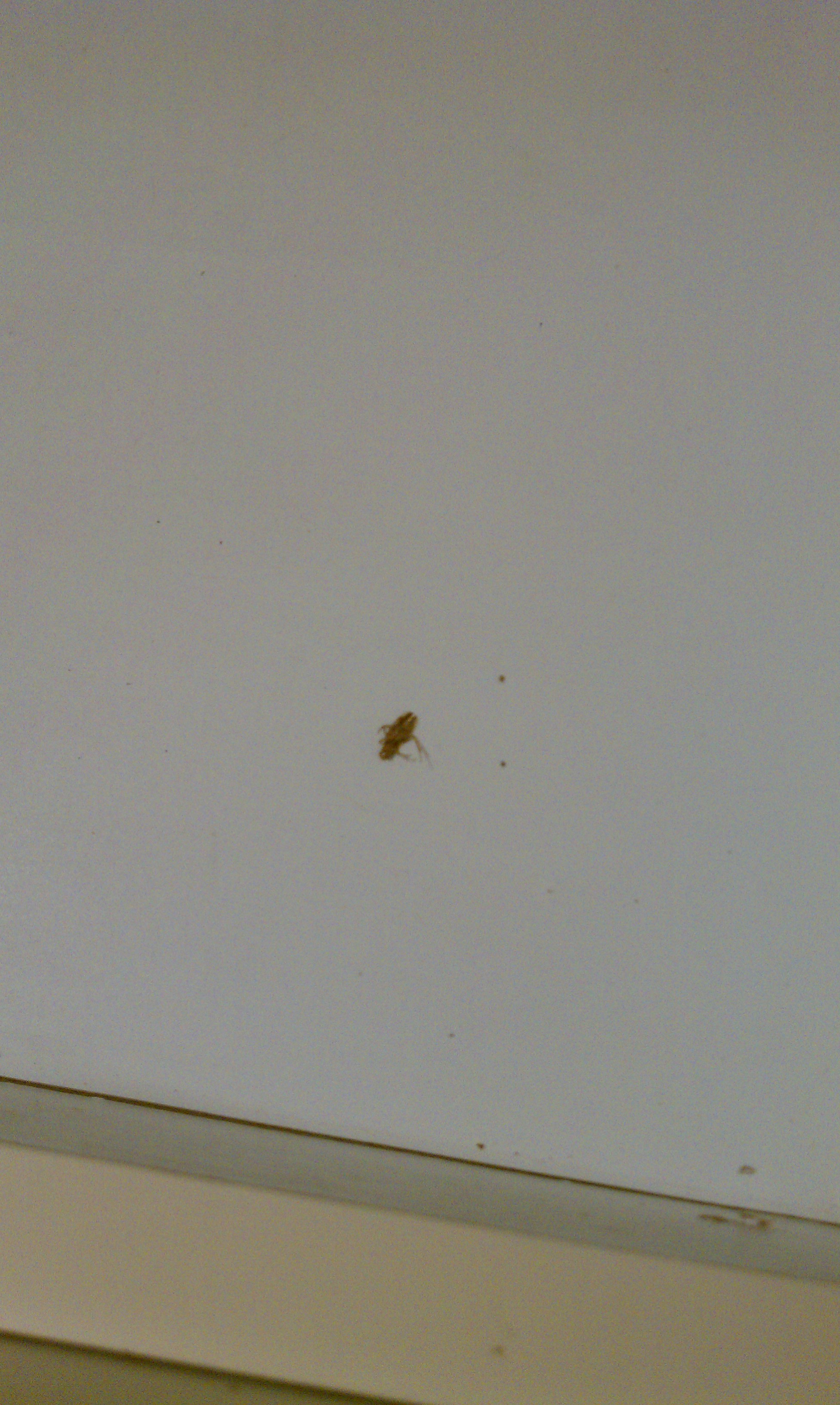 Bug on the wall in the living room