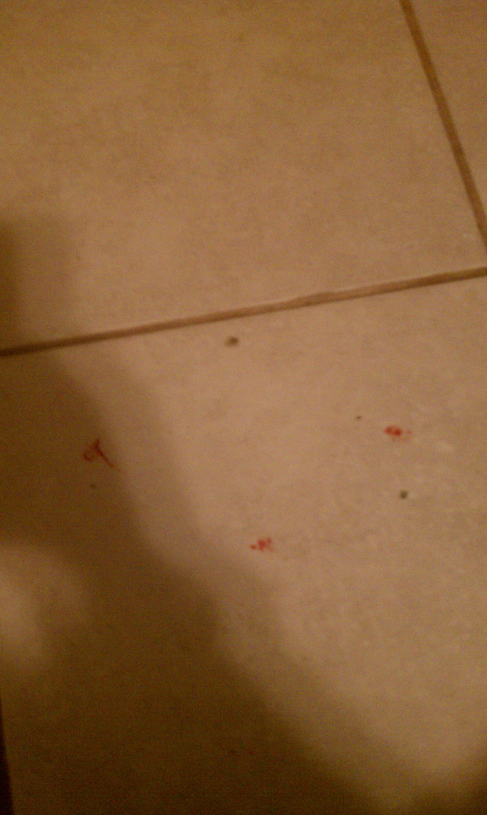 A squished bedbug leaves blood on the floor