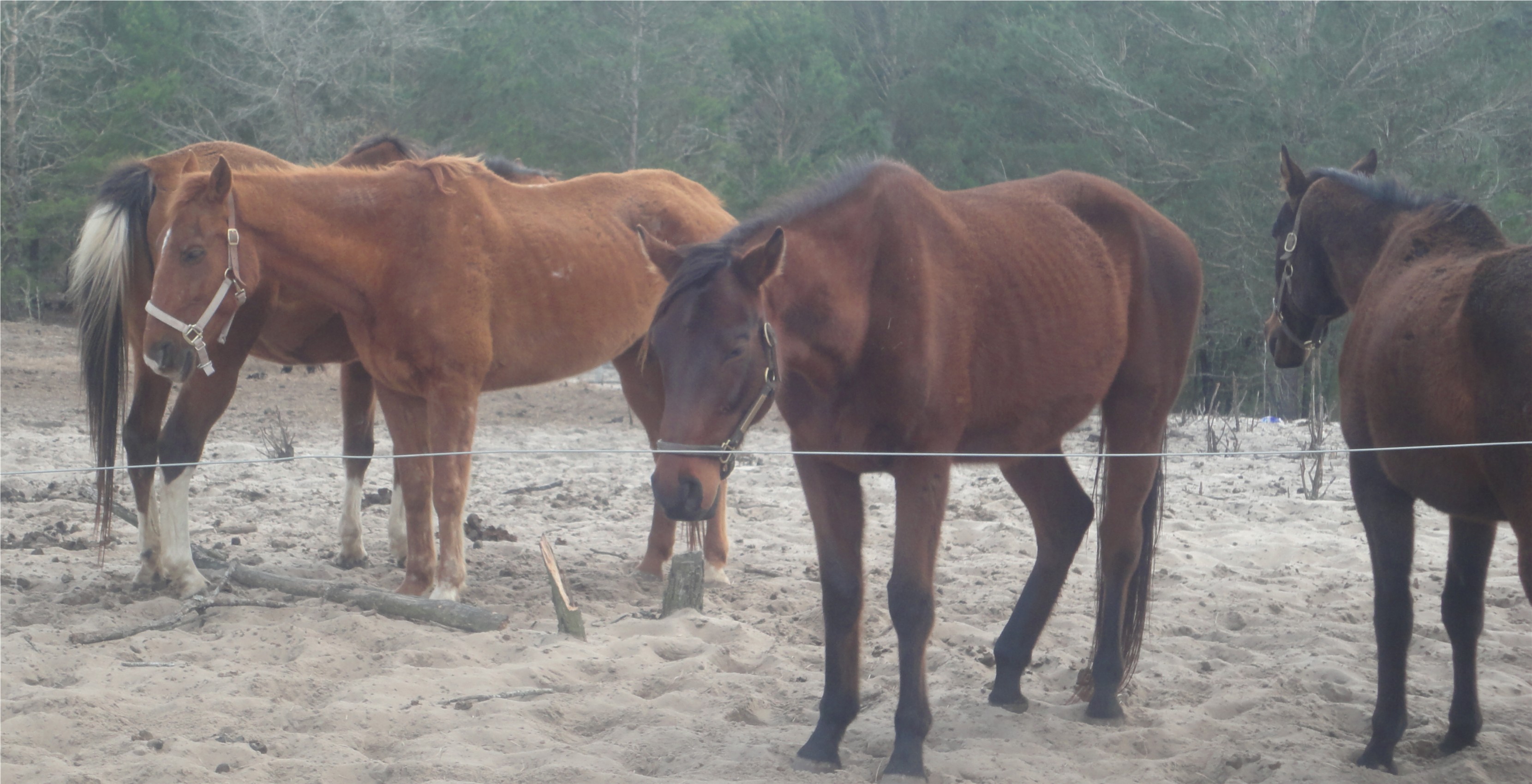 some of the horses 46 horses