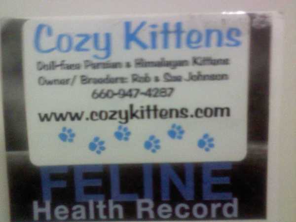 Receipt from Cozy Kitten Cattery 