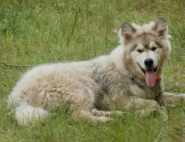 This is the dog she has listed as Kovu on her Facebook page of FreeSpirit Malamutes