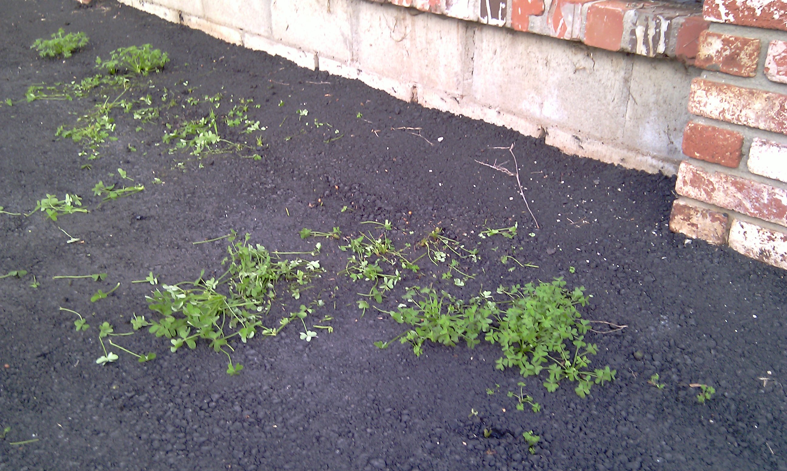 Weeds and cracks