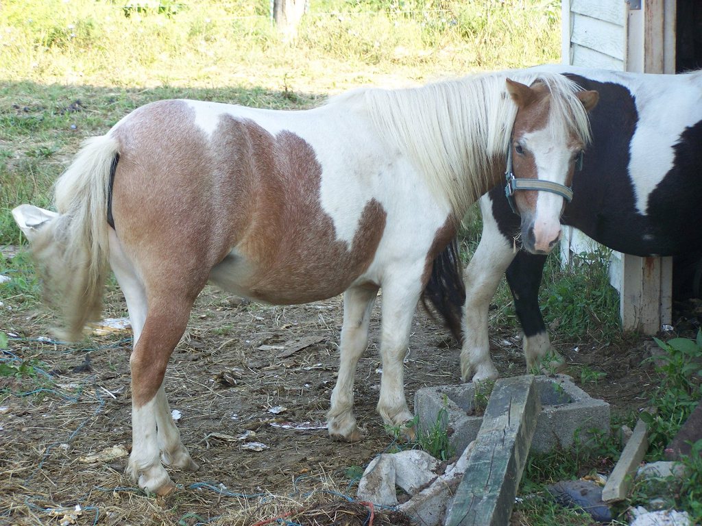 CLARA S FARM SHOWING DANGEROUS LIVING CONDITIONS FOR HER HORSES