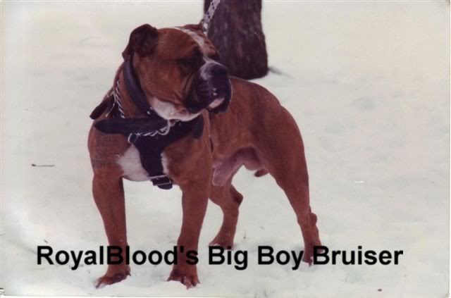 One Of Original Olde Bulldogge