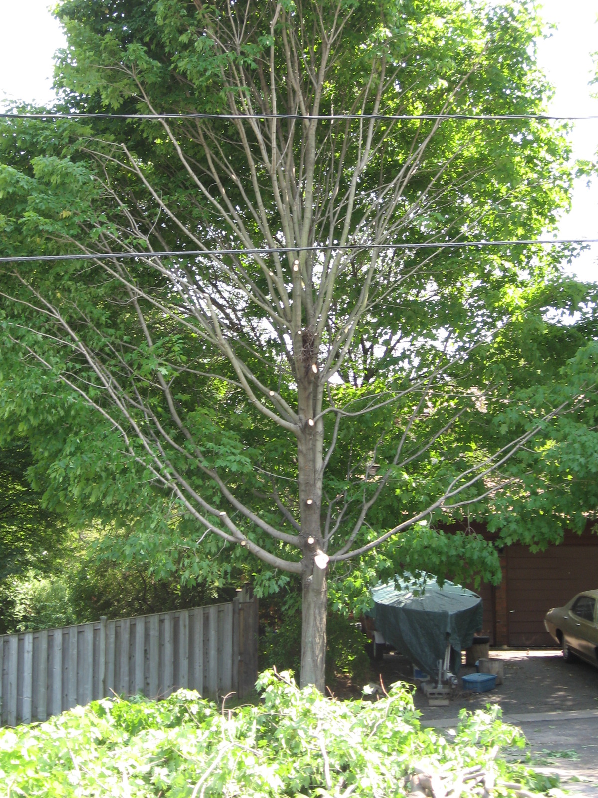 My Butchered Maple