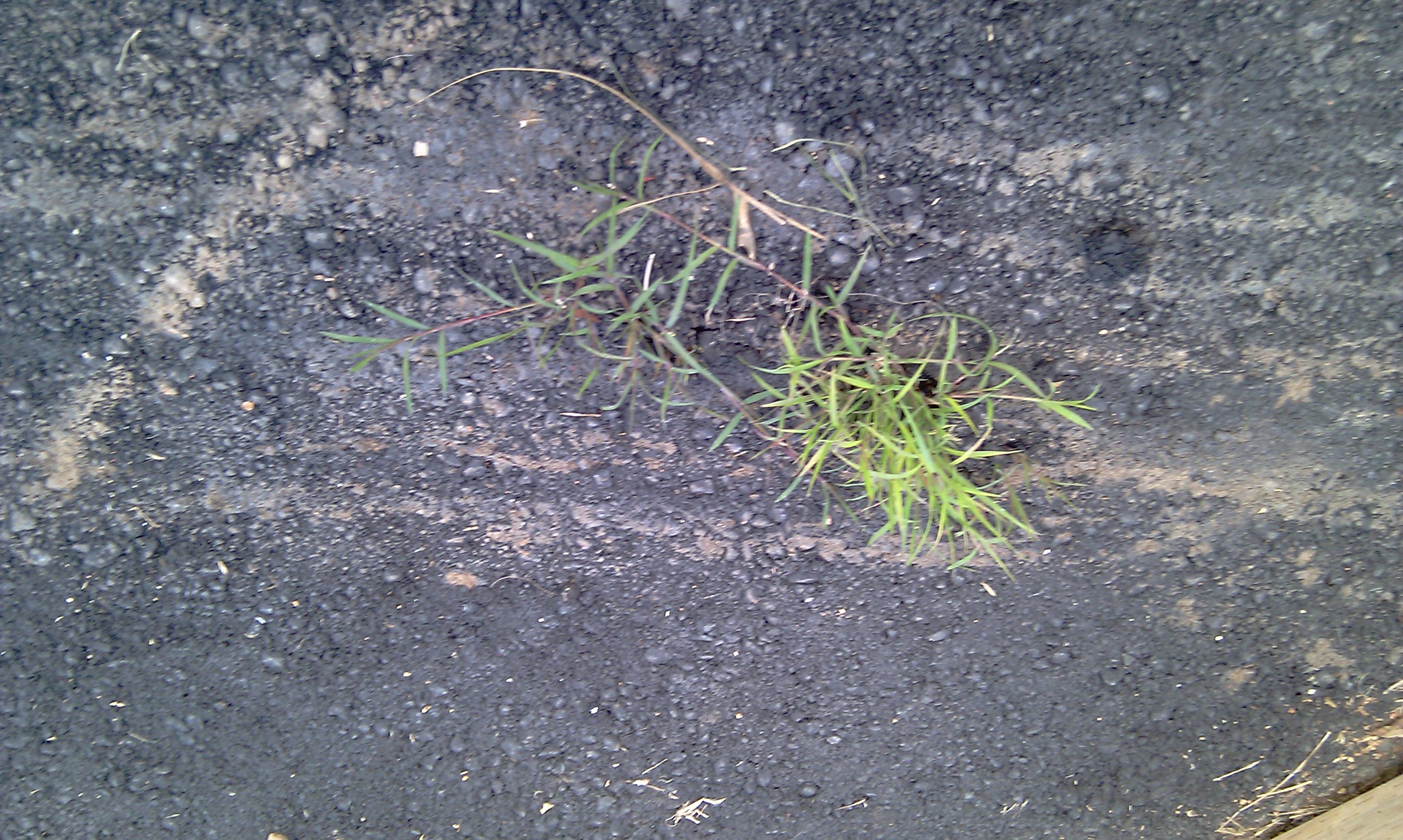 more weeds and cracks