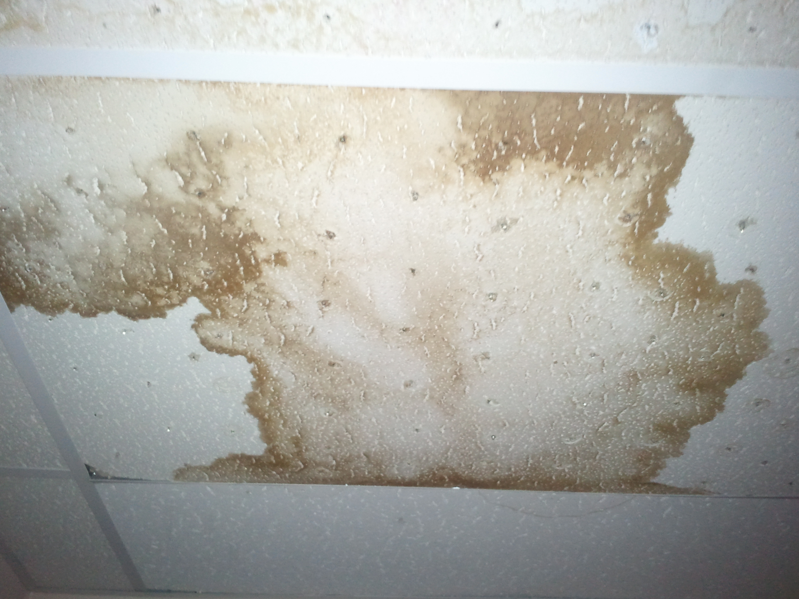 Water and mold damage