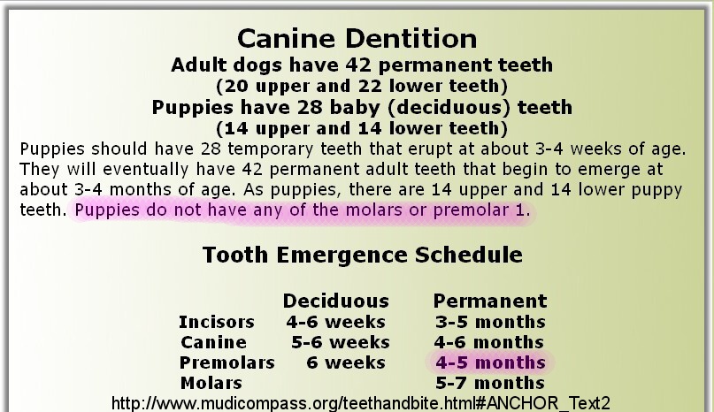 Premolars 1 do not exist in canine dentition