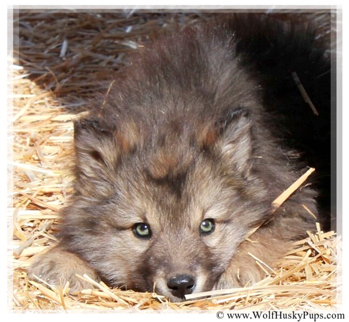 One of our wolf cross puppies, beautiful in every way.