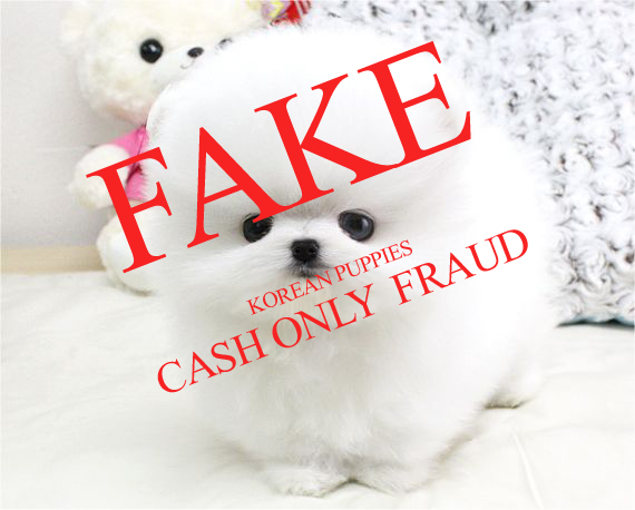 CASH only or wired funds = Fraud