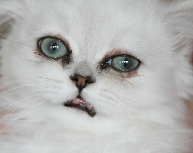 The male kitten with a severe jaw deformity and extremely dirty eyes