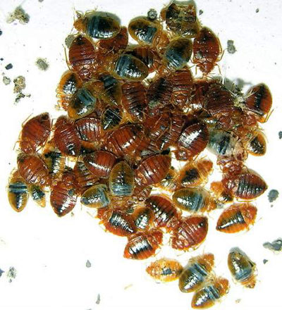 Persian rug full of bed bugs