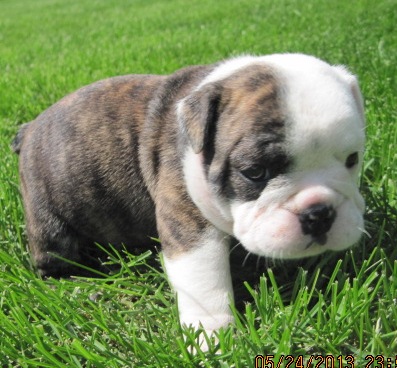 English bulldog pics