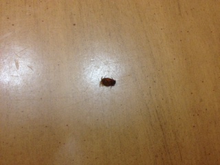 Dead Insect on dining room table