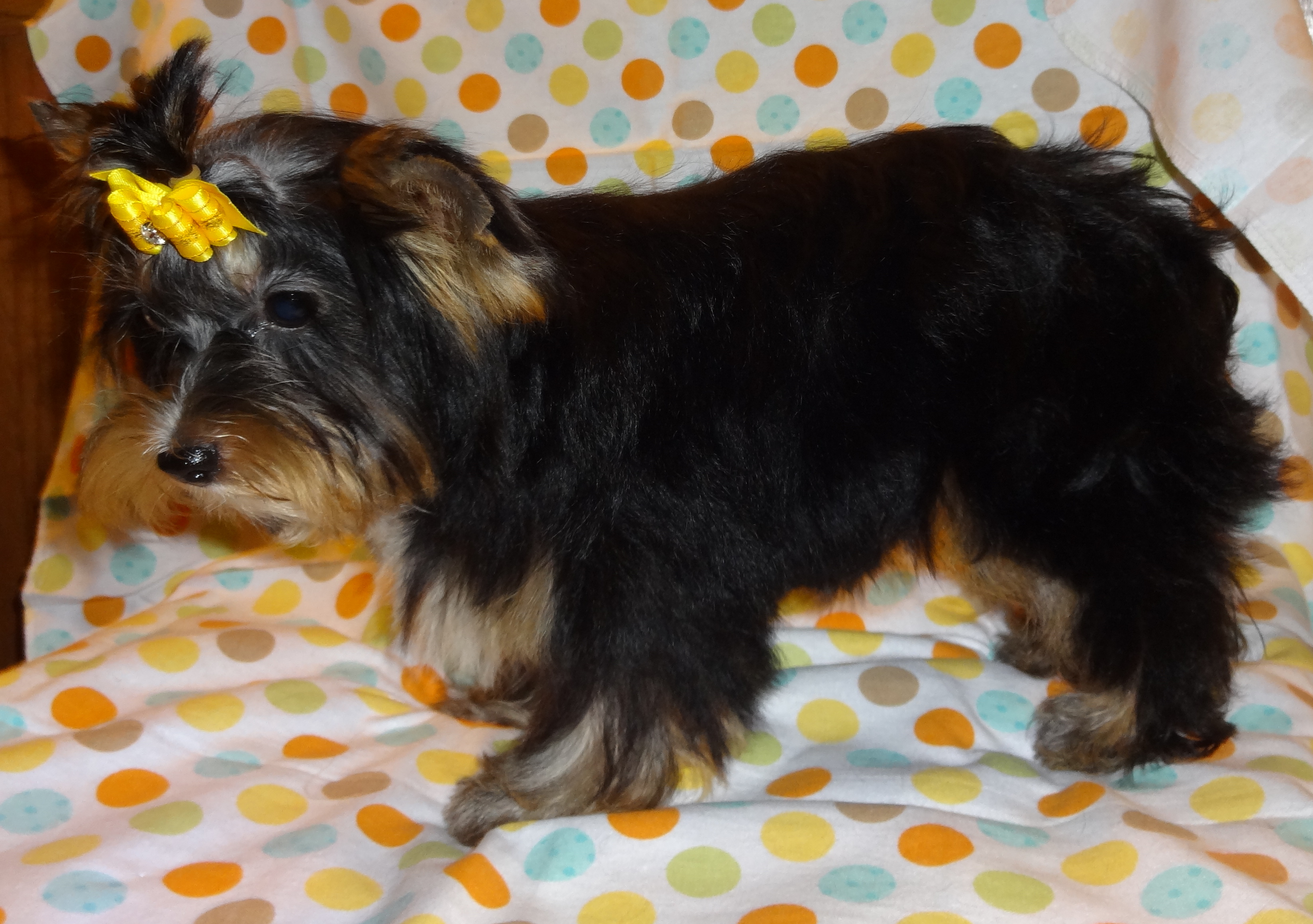 The yorkie that was to be top quality to breed