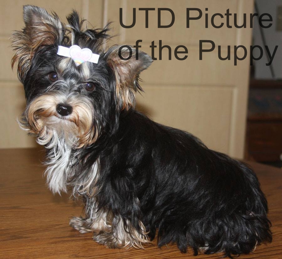 UTDPICTURE OFTHE PUP