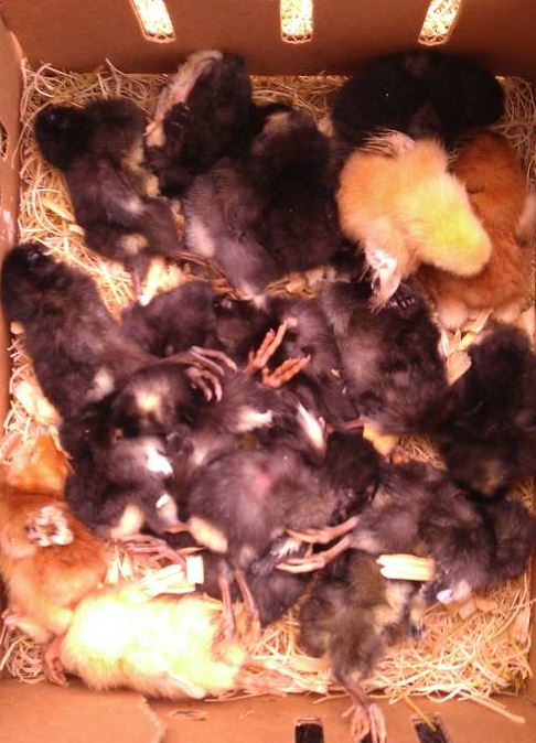 Dead chicks