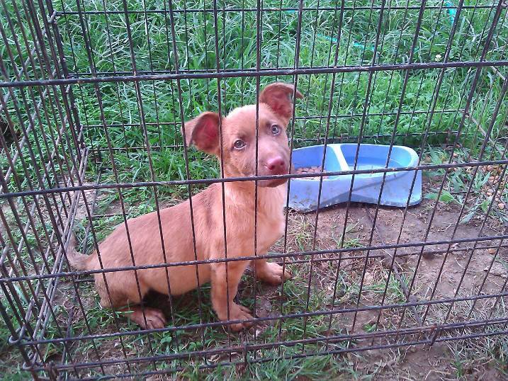 dog caged outside