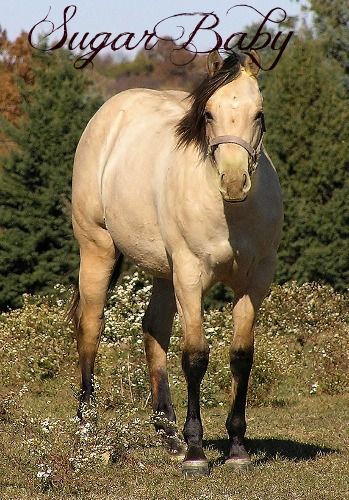 The horse they have for sale on horseville for $2500.00
