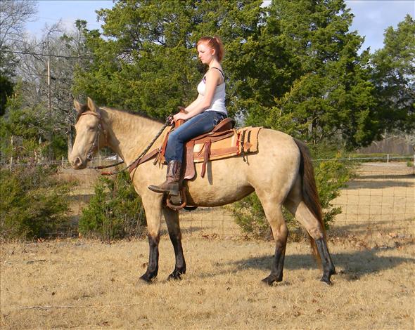 Buckskin On Equine.com 