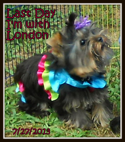 Here is a Picture of My London on the last day I saw her :( and she is Sadly Missed by our Family.....I just hope she has a Good Home Now!