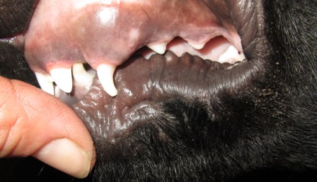 Lower jaw shifted laterally and canine protruding into top palate, shown with puppy teeth to confirm actual age of pup