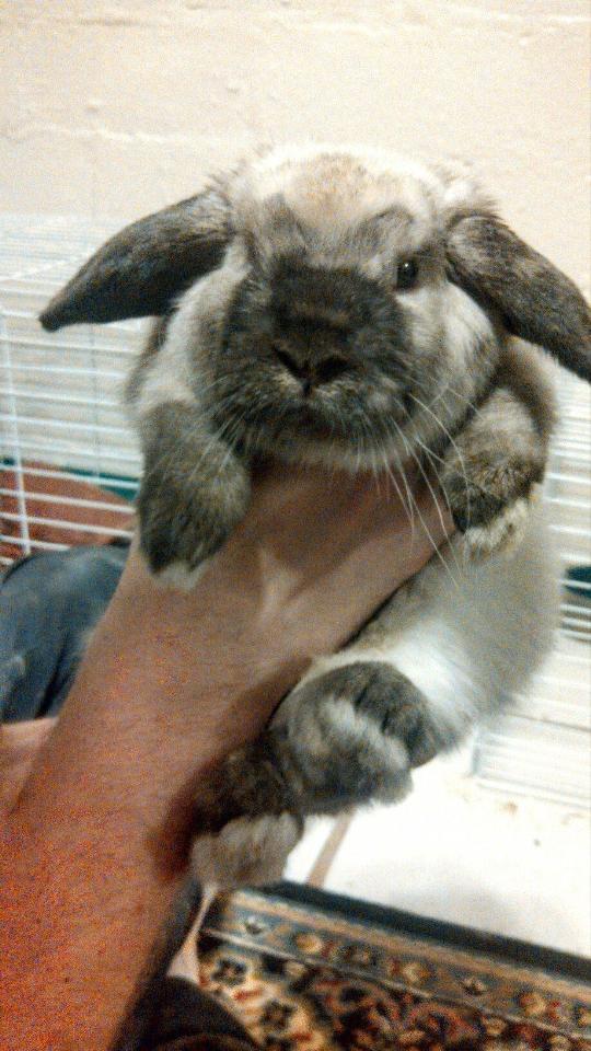 Our Sable Point bunny sent to them "Without Ear Plane" ears photo taken by their own phone sent to our other friend. 